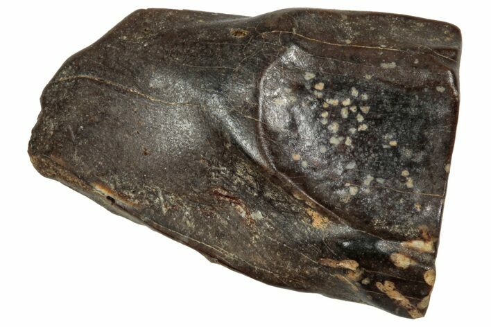 Fossil Triceratops Shed Tooth - Montana #350730